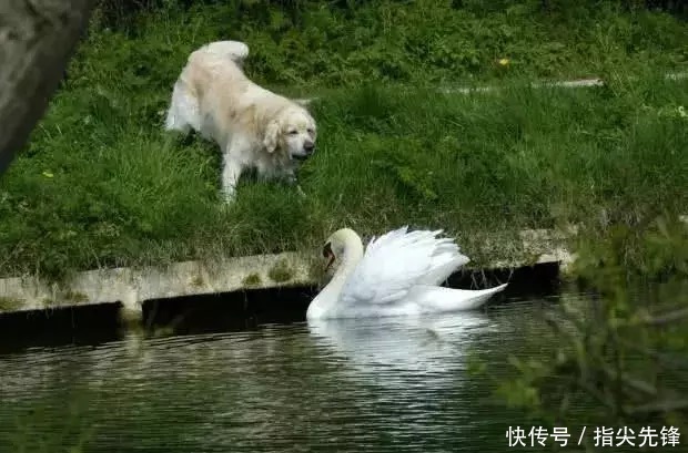 剑桥|剑桥“水怪”!揍人打狗未逢敌手?这么嚣张居然是女王给ta撑腰