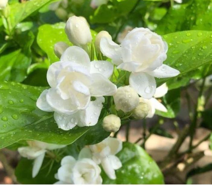 夏天太阳再强也能开的3种花,个个开的旺,越晒花越多,超漂亮