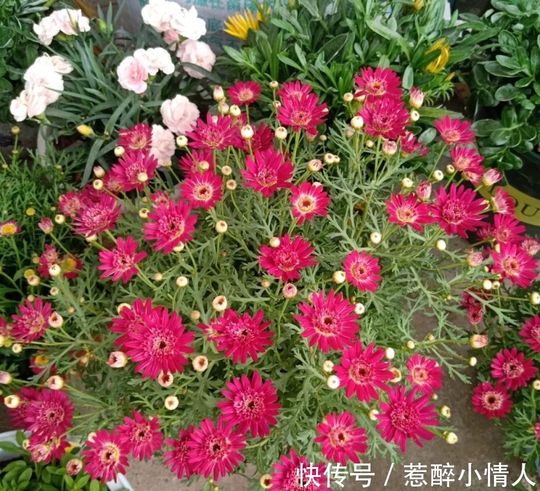 冬天修剪分“轻重”,有的花剪狠了,再也不开花