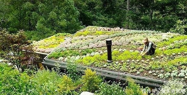 婆婆说家有平房,正好把多肉养屋顶,夏季易出状态,室内还凉爽!