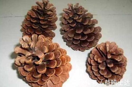 往花盆底垫它们,松果壳、树皮,不只为了透气排水