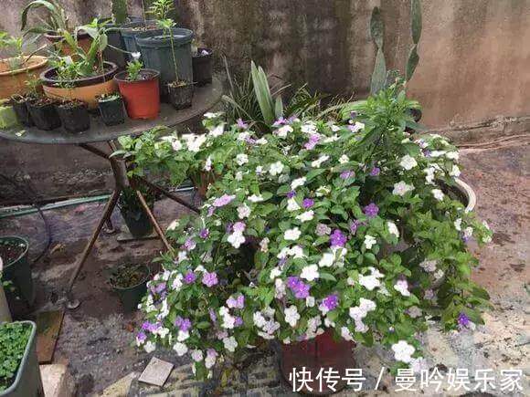 茉莉香|1种花有茉莉香,花儿同时开三色,一开300多天,新手养得好