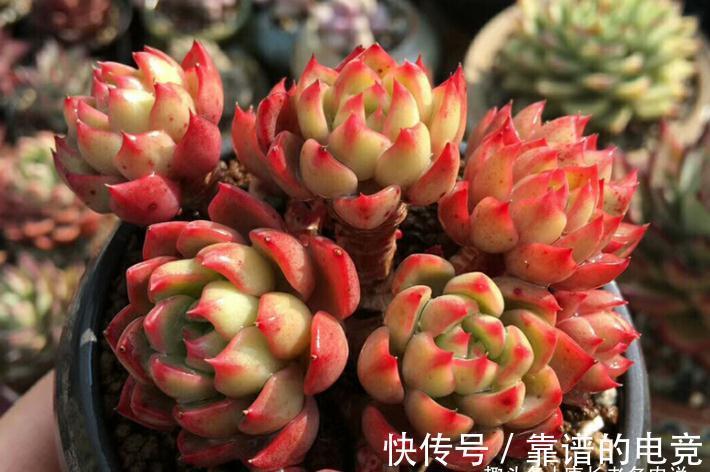 多肉奥普琳娜和娜娜小勾风格不同,一个以胖取胜,一个则娇俏可爱