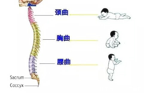 胸椎|宝宝脊柱发育的“黄金期”，影响身高和驼背，但却容易被家长忽视