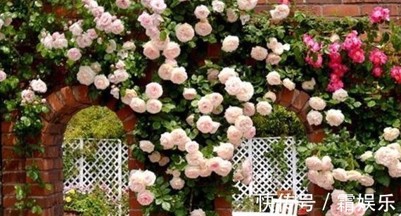 修剪|喜欢养花,先戒掉7个坏习惯,不然啥花也养不好,你占了几个