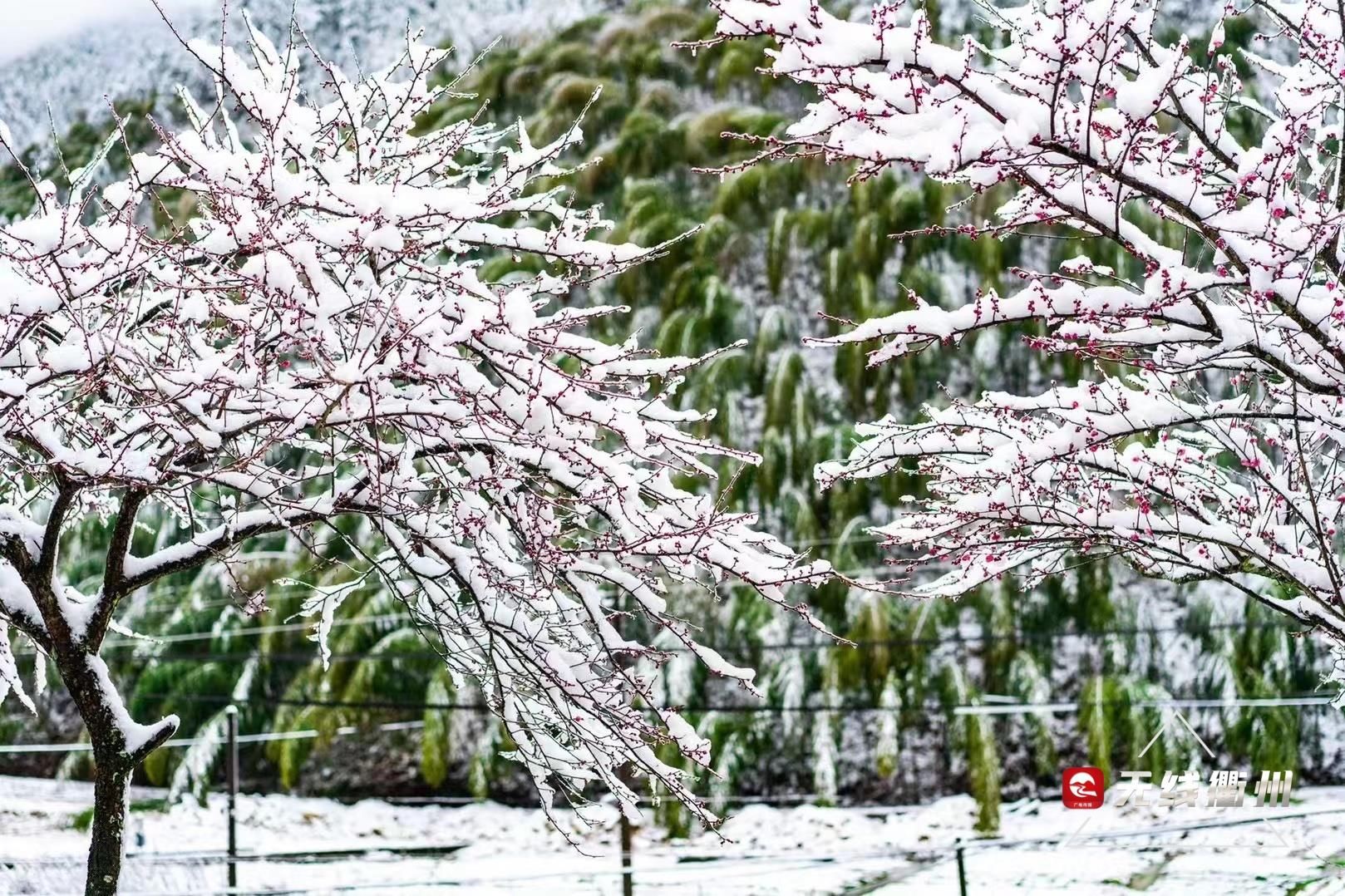 七里乡|“雪景+梅景”，到柯城七里寻香去~