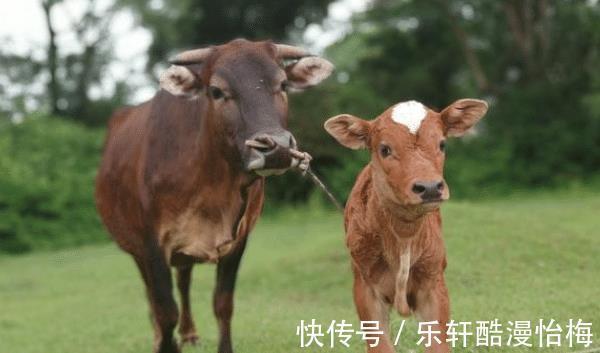 牛人|大金牛，8月不再被束缚，好事临门，前程似锦，工作大放异彩