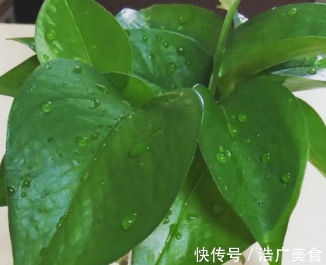 养分|这种“花肥”强过蚯蚓粪、黄豆水，用它来浇花，“肥效”常达两年