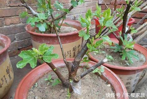 浇水不宜过|阳台养花草盆栽,秋冬该如何浇水?学会2招干湿判断技巧就够了