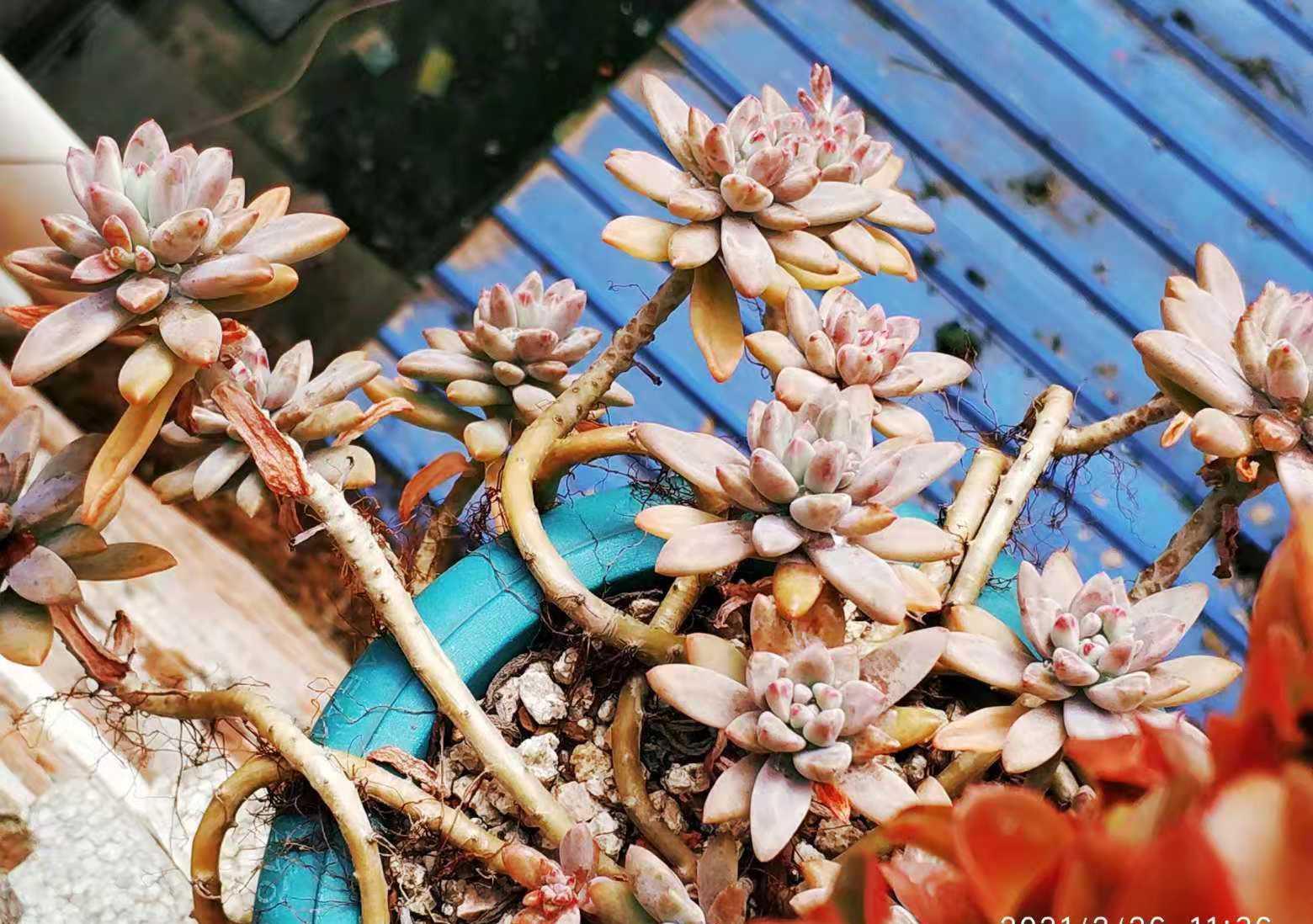 多肉|多肉秋丽养徒长了怎么办?夏天可以直接扔到外面去暴晒吗?