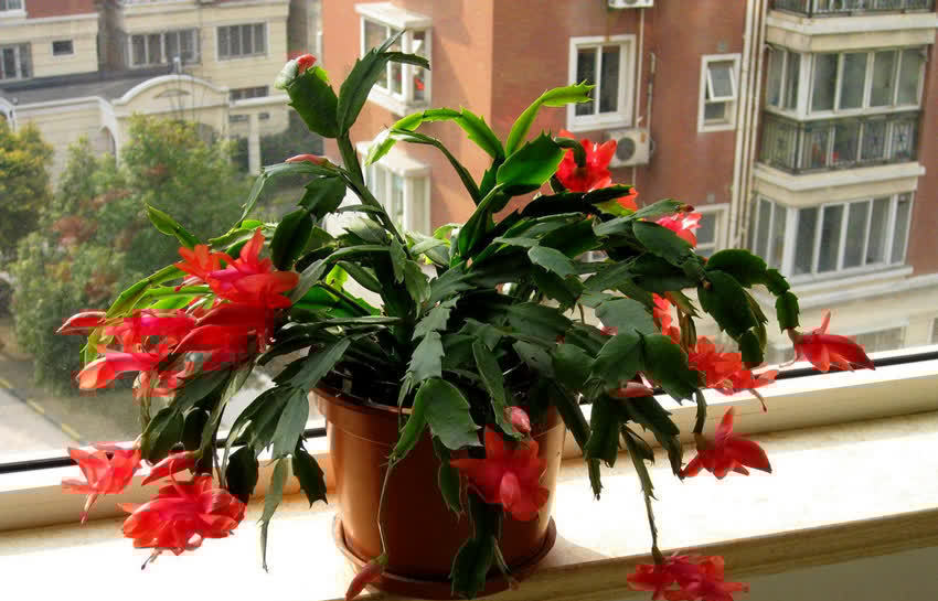 花草老桩有姿态,这些植物不适合老桩,我分析原因供你参考