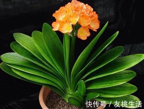 冬天|冬天养君子兰有技巧，掌握几个要点，叶片挺拔如折扇，开花鲜艳！