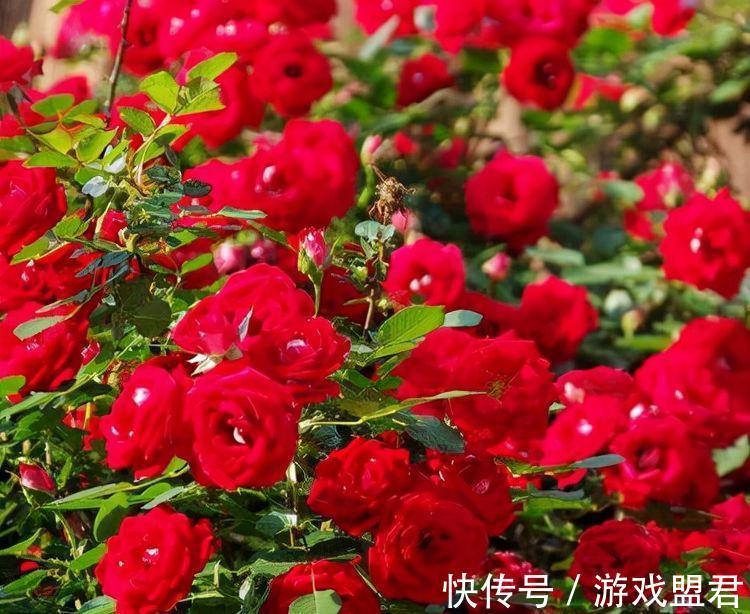 农历九月二十九霜降后，养什么花？以下3种花，事业兴旺红红火火