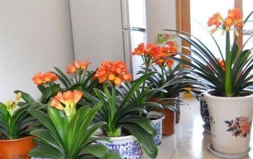 老桩|家里养什么花好这3种，爱开花，年年旺，一年比一年价值高