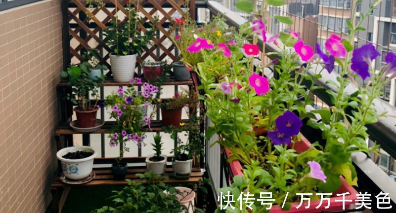 植株|如何兼顾养花和环保？改造下塑料瓶，用着乐趣多又省钱，效果好