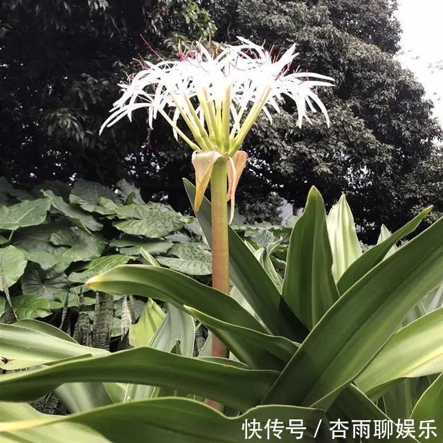 清香|6种佛教圣花，个个都是吉祥花，家里养一盆，养心又养身