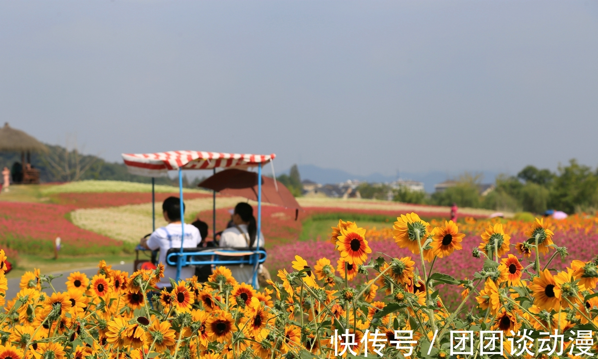 径山镇|秋日赏花，杭州这片唯美花海太“治愈”，满山坡的醉蝶花和百合花