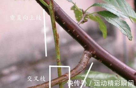 三角梅要想开花多,最重要的就是修剪,如何剪怎么剪,今天来教你