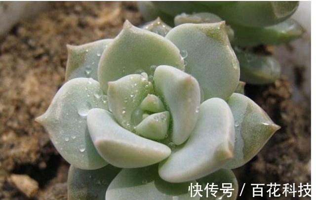 要点|60种多肉图鉴及养护要点,1分钟学会,超全超实用!
