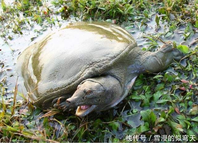 学会|野生甲鱼难找不难钓,学会这两招,一找一个准