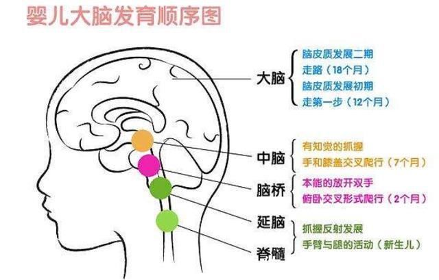 神经元|研究表明：孩子10岁前，有三次“变聪明”的机会，父母要抓住