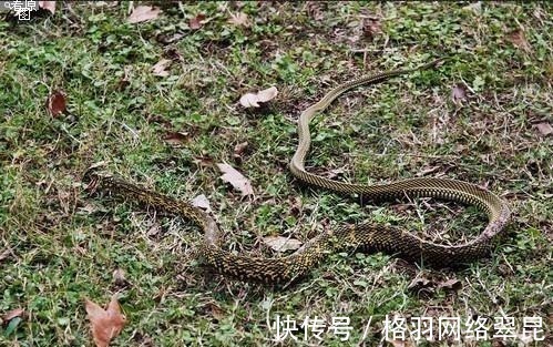 三国演义&诸葛亮的“八阵图”有多逆天?两千年来只有一人看透,却不敢破解