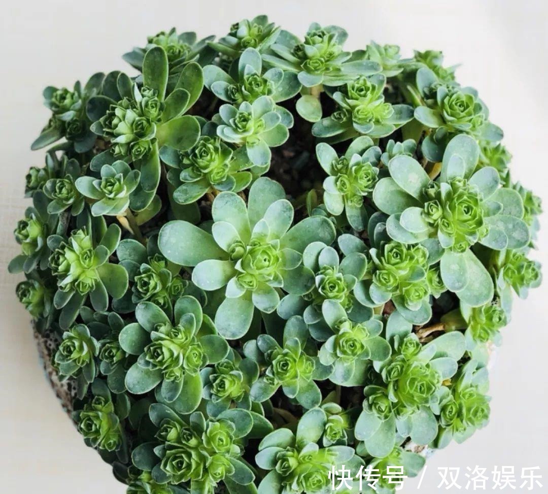 静夜|6种多肉太难养,赶紧留个种,省得每年都要重新买!