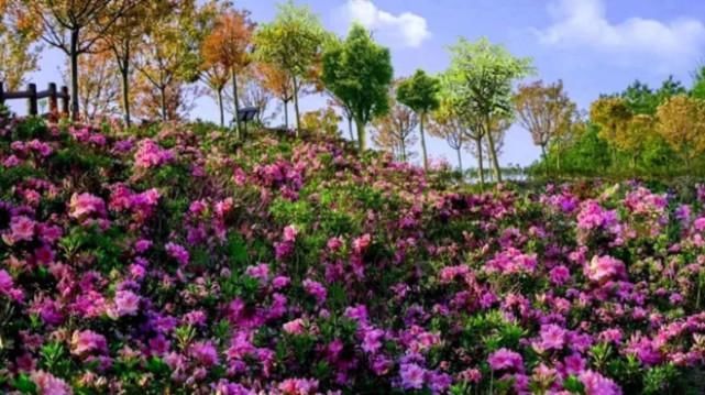 武汉出发1.5小时，除了花海和无边温泉，这里还藏着湖北最美民宿