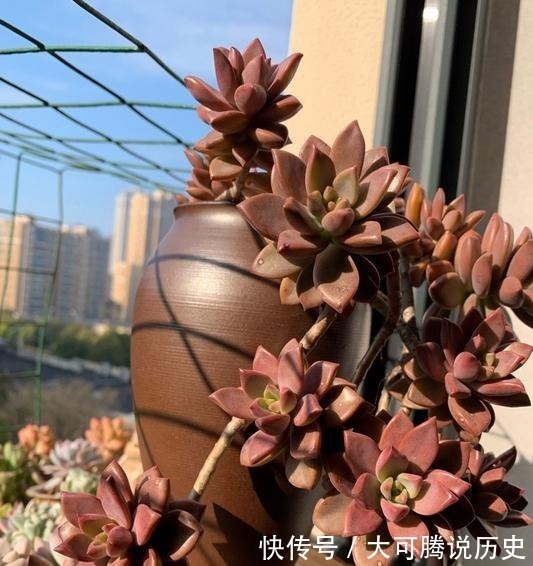 养在室内的姬胧月越来越丑,果断换盆移到室外散养,半年成功逆袭!