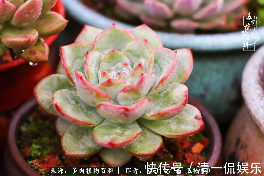 为了爱情|为了爱情来到陌生城市，偶遇多肉，地老天荒的爱恋！