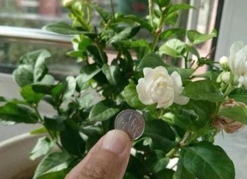 重点|平时该如何管理茉莉花抓住5个重点,植株枝繁叶茂、开花多
