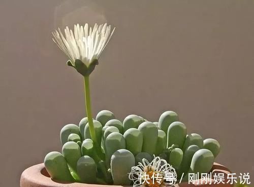 乙女|5种长相稀奇的多肉，养小花盆里照旧开花，可养很多年