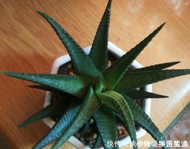 花卉|养花需“氮磷钾肥”怎么办别再花钱买了，上厨房找找全都有了！