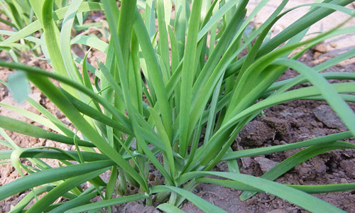 热性|常吃韭菜有着不少好处,但切忌与一物同食,偏偏却有很多人犯错误