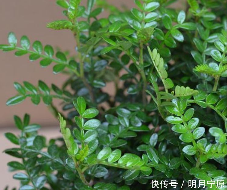 一种心情|人养花，花也养人，4种花净化空气，养在阳台，轻松开成花海