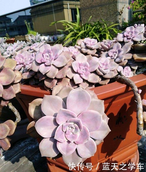 什么多肉植物好看又好养“墙裂”推荐紫乐,一年下来都是老桩!