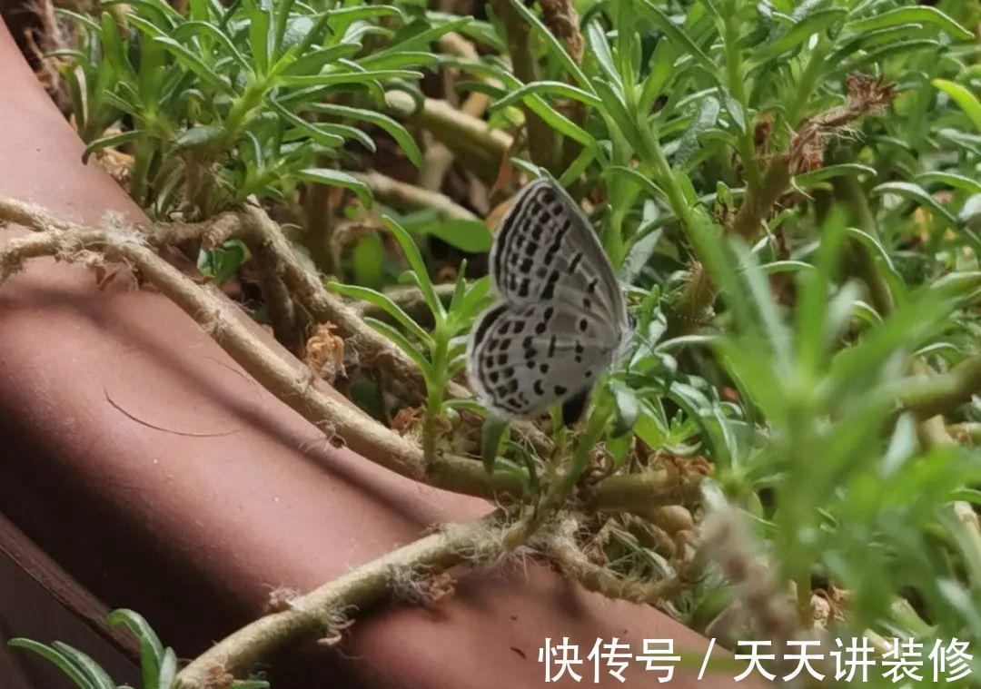 4种花别乱养 天天招虫子 越养越生气 粉紫色