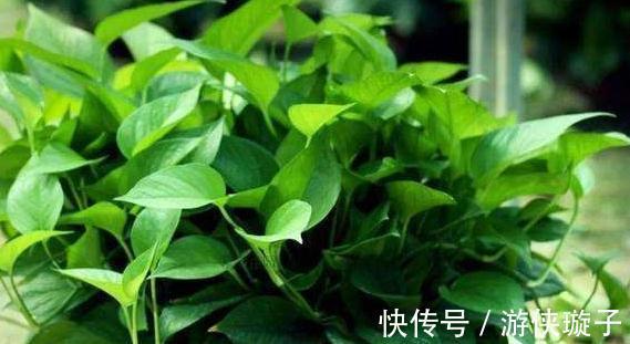 3种花冻伤不要扔,教你此样做,快速恢复生机,很有观赏性