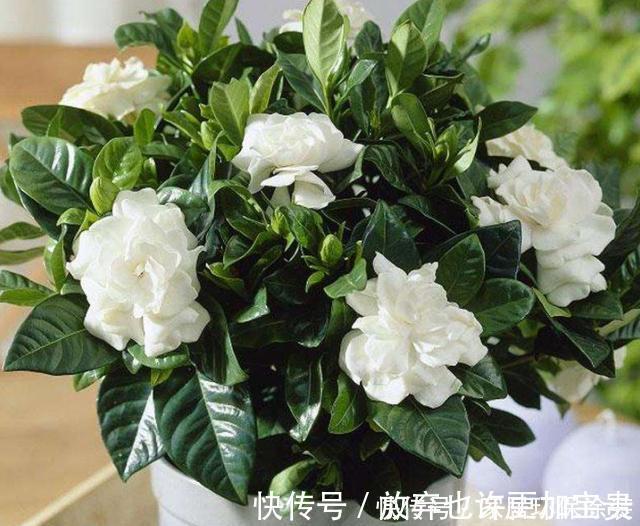 修剪|栀子花买到做3步，让它花全开，花后换盆强修剪，明年照样开爆盆