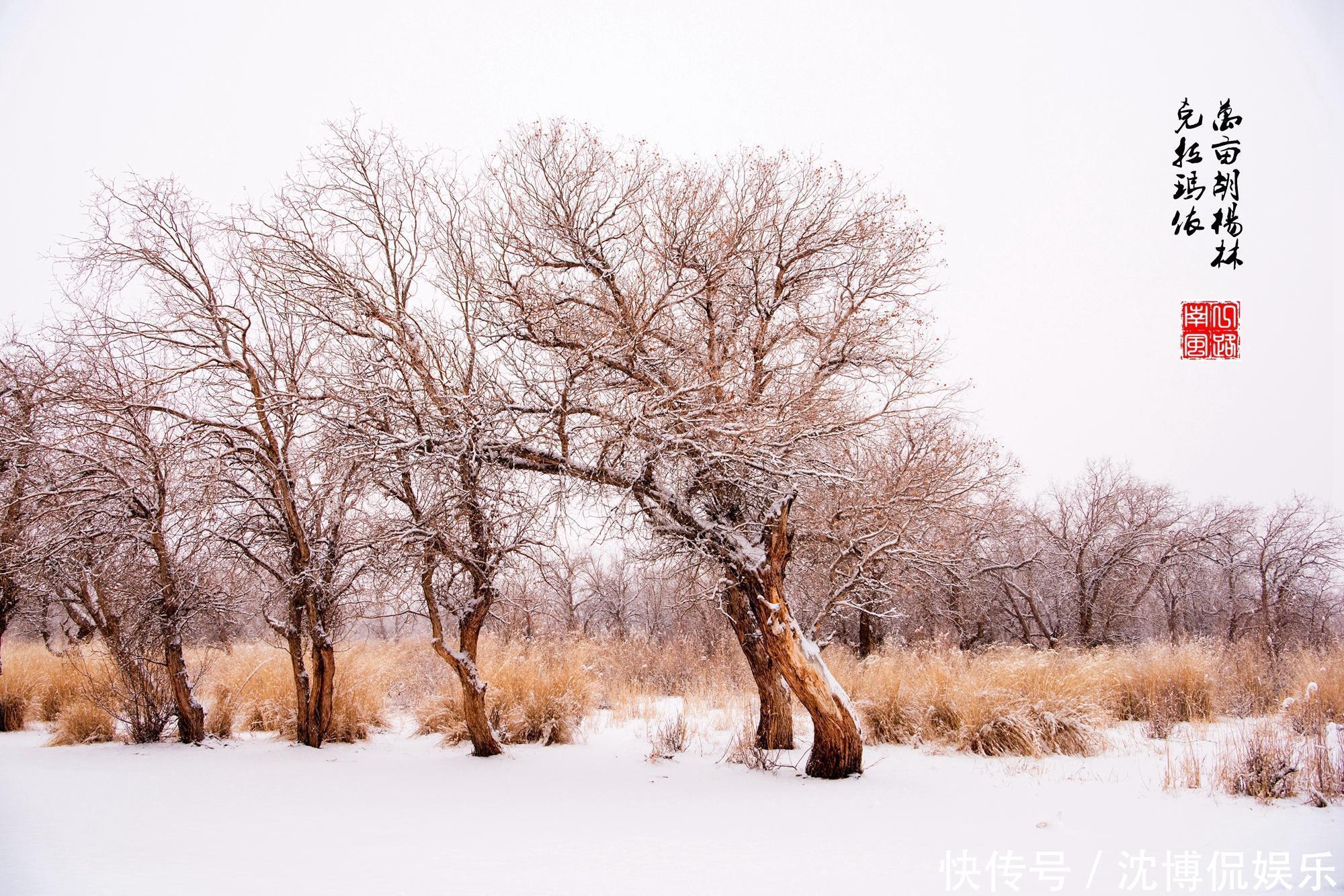 旅行|旅行来到新疆克拉玛依，发现美丽的“冰雪树林”，千年不死不朽！