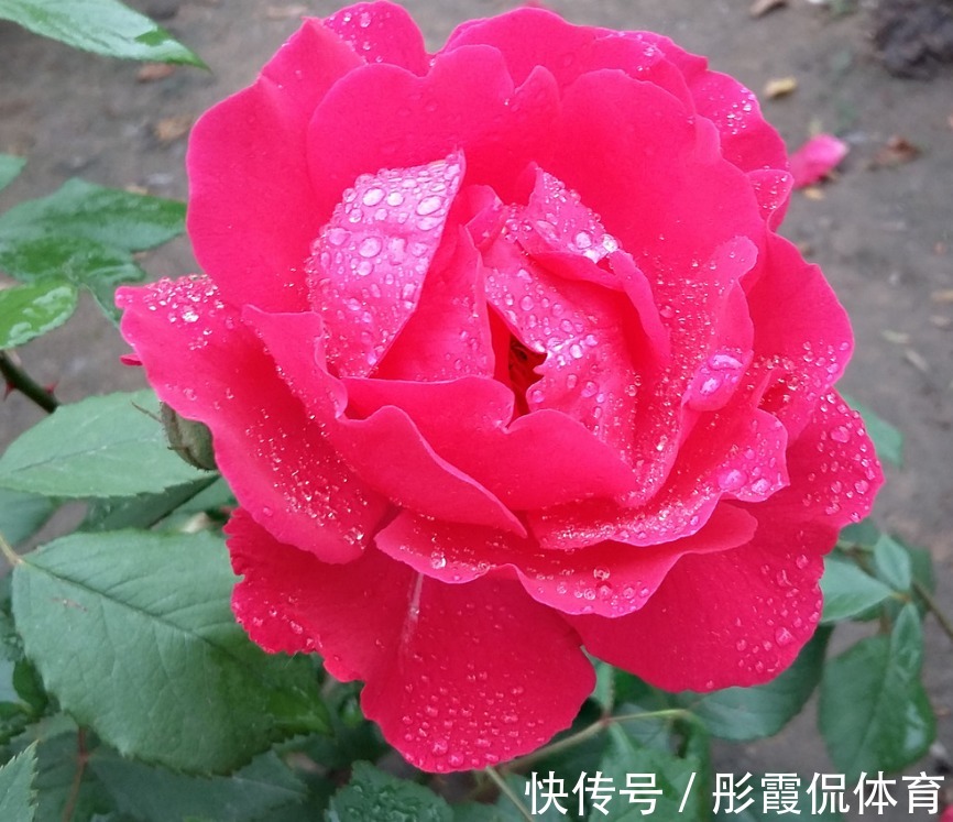 此花世界上种类近万种，被誉为华中皇后，为中国十大传统名花之一