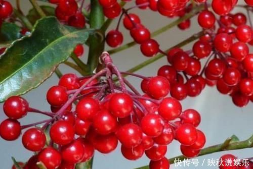 花卉|1种花,名字叫“黄金万两”,养一盆在家,寓意真好