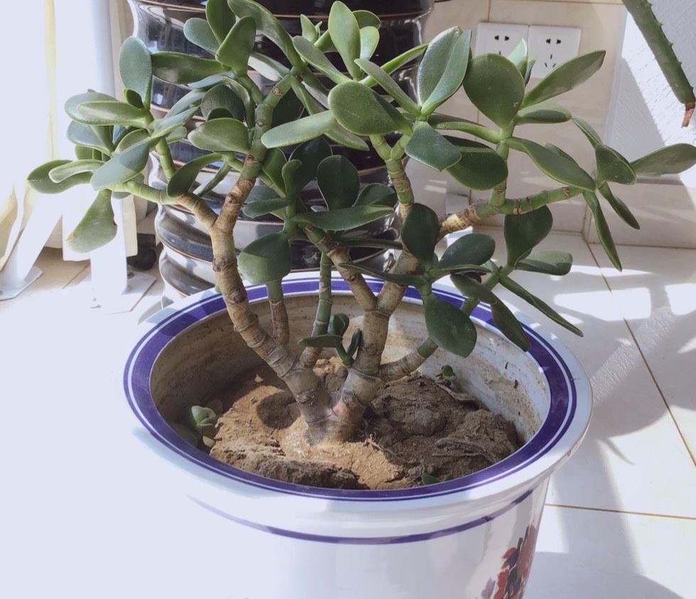 玉树|养好玉树,记住4句话,枝子多杆子壮,变成造型美美哒老桩