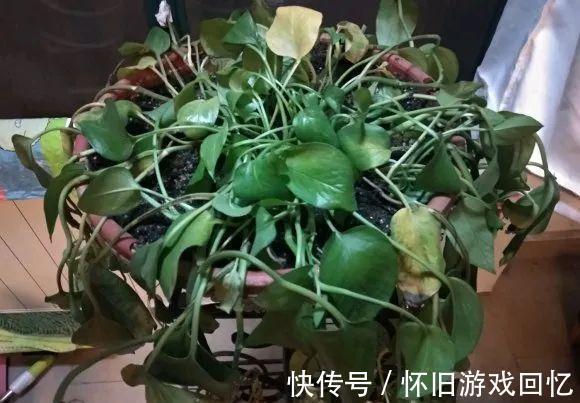 这花不能换盆,现在一动土,小命不保!