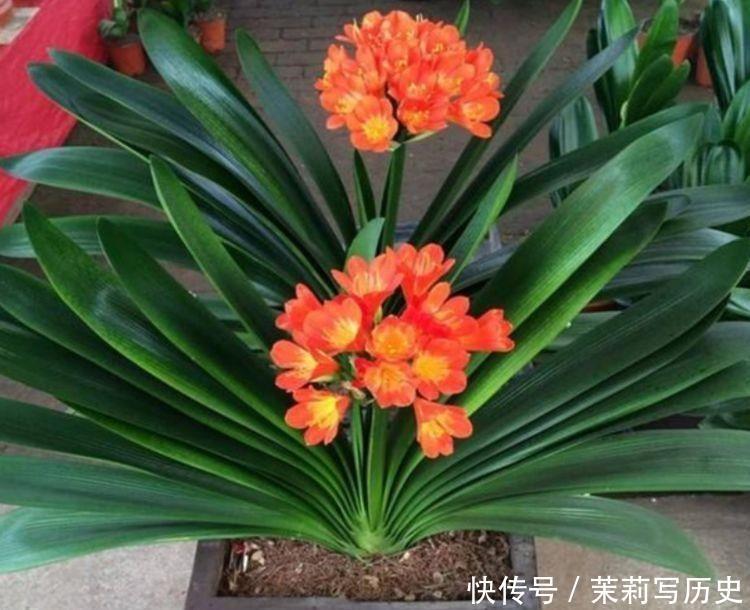 5种漂亮花,花开不断,黄绿交辉,绚丽多彩