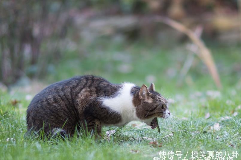 猫咪吐绿水是什么原因