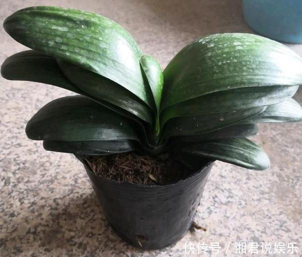 修剪吊兰、发财树、长寿花,就参照割韭菜,半个月一茬刚好!