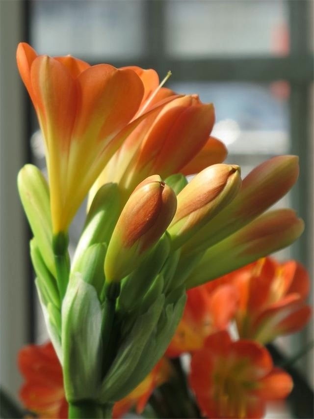 初秋给君子兰“换位置”,2种肥水轮着浇,君子兰叶片油亮爆花旺