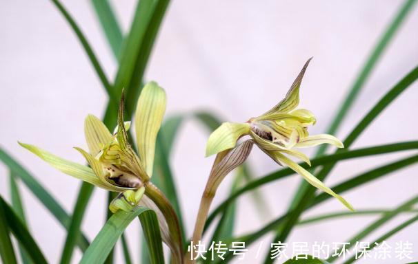 现在养兰花,记住3句“顺口溜”,叶色翠绿,花苞少不了