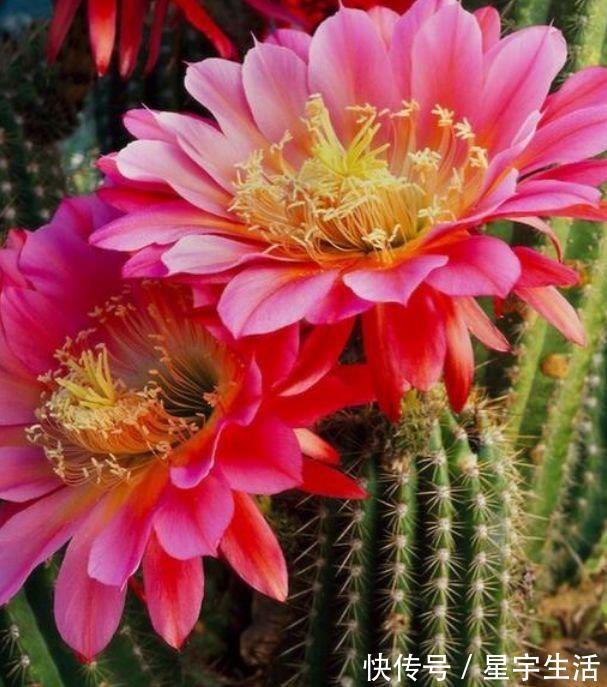 新手|适合阳台养护的几种花卉,新手也能养爆盆,阳台开成小花园